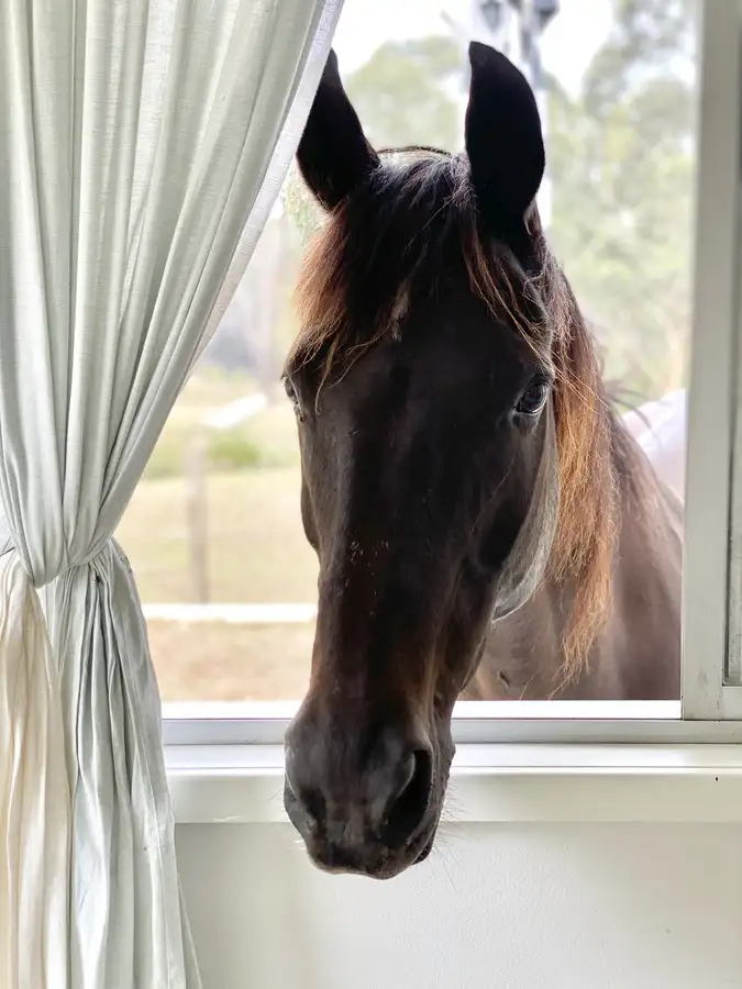 Second view of Homely rural property listing, 2000 Peats Ridge Road, Calga NSW 2250