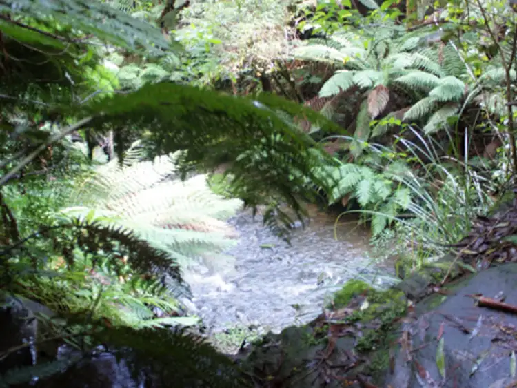 Seventh view of Homely rural property listing, 630 Dehnerts Track, Beech Forest VIC 3237