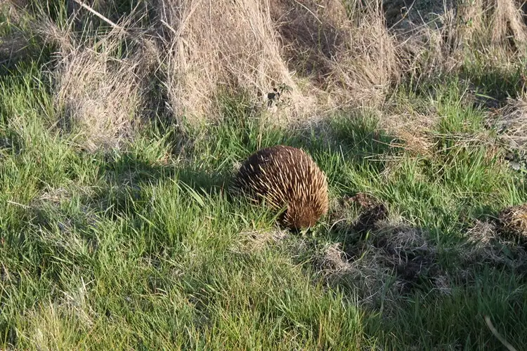 Sixth view of Homely rural property listing, Woods Road, Carpendeit VIC 3260