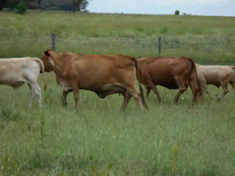 Fourth view of Homely rural property listing, Lot 15 Nunkulla Road, Felton QLD 4358