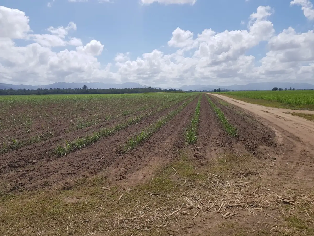Main view of Homely rural property listing, 4302 Abergowrie Road, Abergowrie QLD 4850