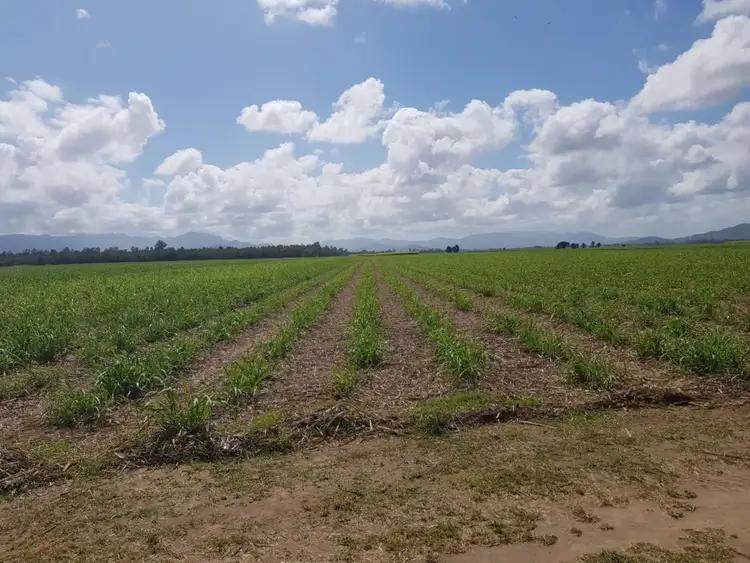 Fifth view of Homely rural property listing, 4302 Abergowrie Road, Abergowrie QLD 4850