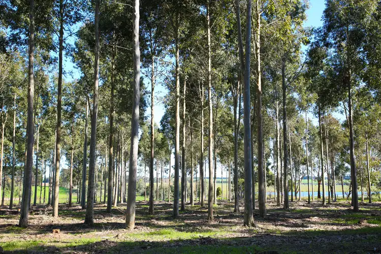 Third view of Homely rural property listing, 970 Birregurra Deans Marsh Road, Deans Marsh VIC 3235