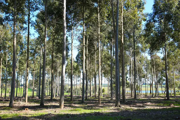 Third view of Homely rural property listing, 970 Birregurra Deans Marsh Road, Deans Marsh VIC 3235