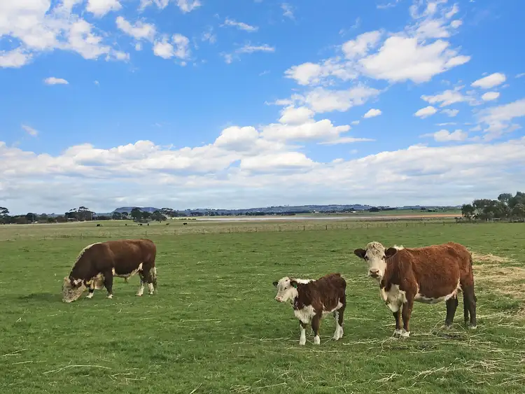 Third view of Homely rural property listing, Camperdown-Lismore Road, Kariah VIC 3260