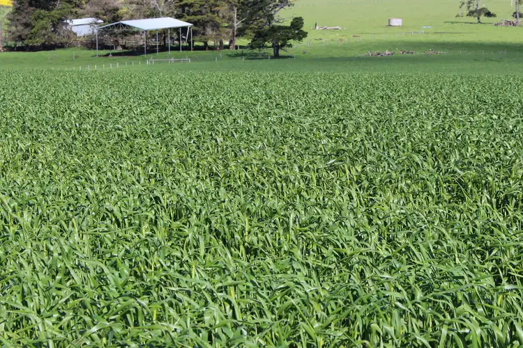 Fourth view of Homely rural property listing, Cnr Camperdown-Foxhow Road & Bakers Lane, Foxhow VIC 3323