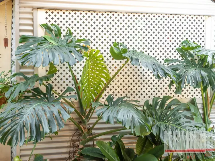 Sixth view of Homely house listing, 35 First Avenue, Bassendean WA 6054