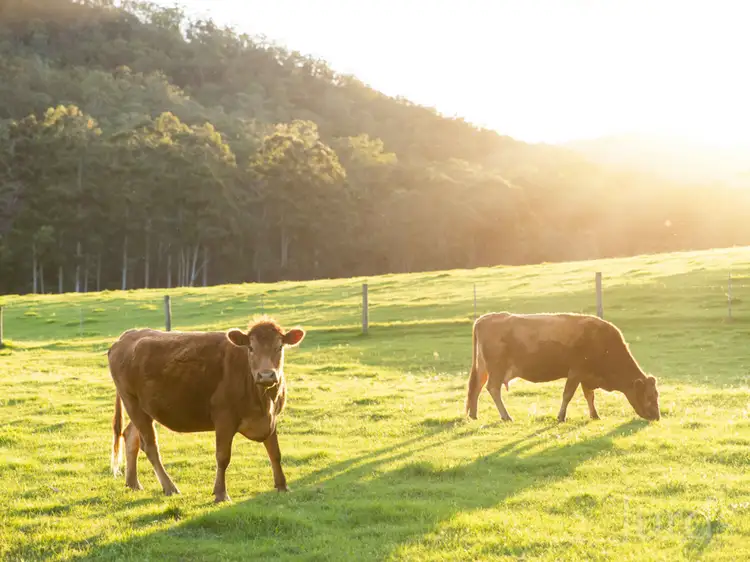 Fifth view of Homely rural property listing, 1648 Wollombi Road, Millfield NSW 2325