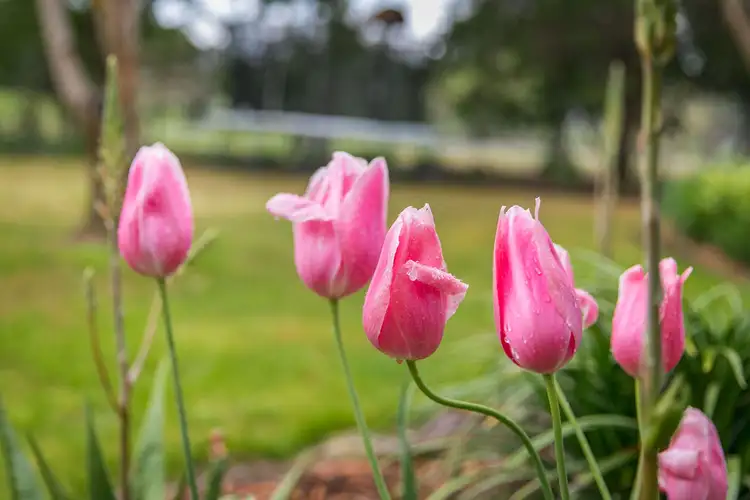 Fourth view of Homely house listing, 277 Burma Road, Table Top NSW 2640