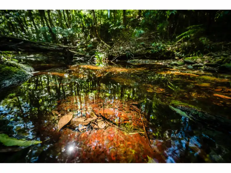 Second view of Homely rural property listing, LOT 9, 1169 Darkwood Road, Thora NSW 2454