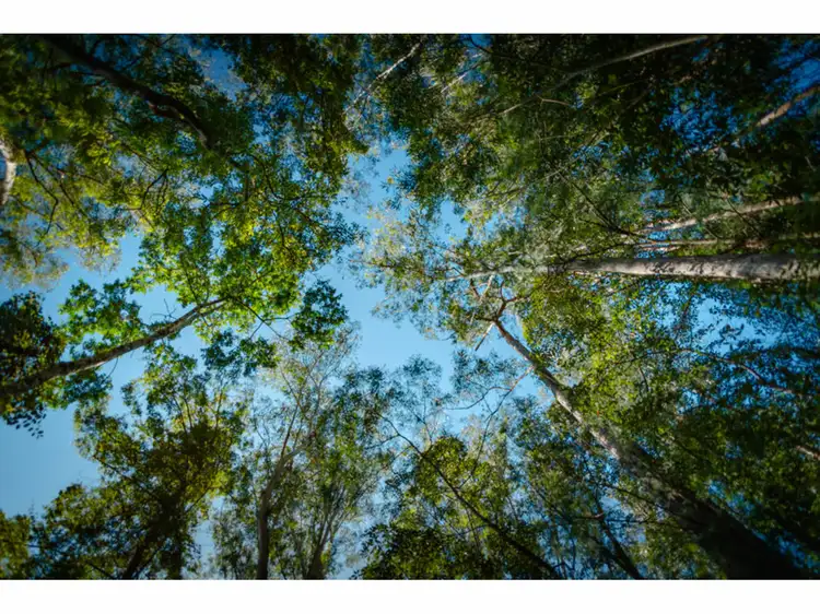 Sixth view of Homely rural property listing, LOT 33, 1169 Darkwood Road, Thora NSW 2454