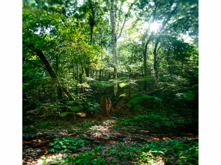 Seventh view of Homely rural property listing, LOT 33, 1169 Darkwood Road, Thora NSW 2454
