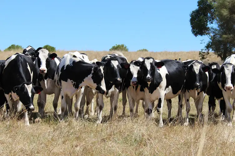 Fifth view of Homely rural property listing, 290 Langs James Road, Balintore VIC 3249