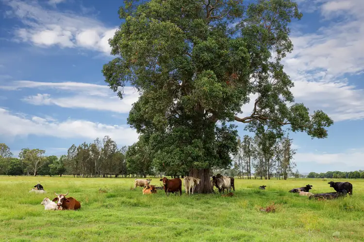 Third view of Homely rural property listing, 566 Coldstream Road, Tyndale NSW 2460