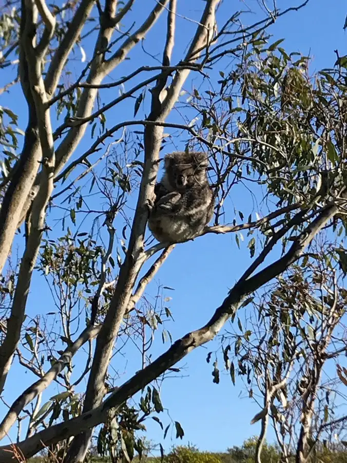 Seventh view of Homely land listing, LOT 74 Ellerslie-Panmure Road, Framlingham VIC 3265