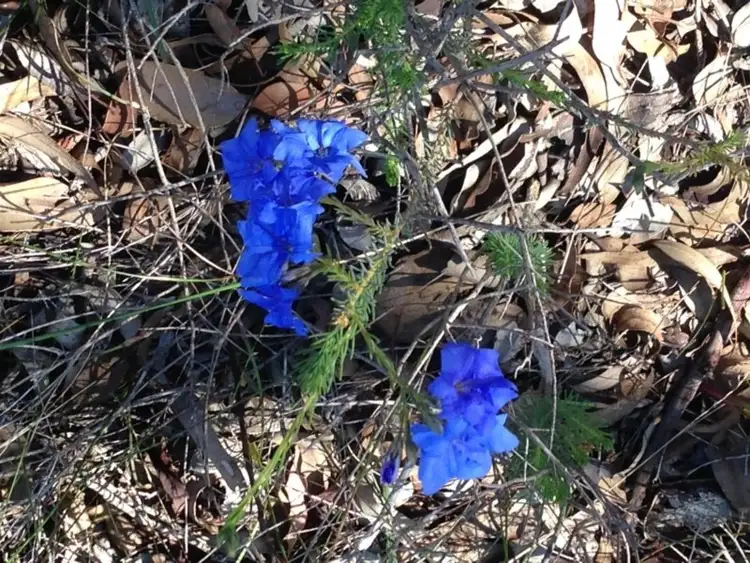 Seventh view of Homely land listing, 14 Dirk Road, Bullsbrook WA 6084