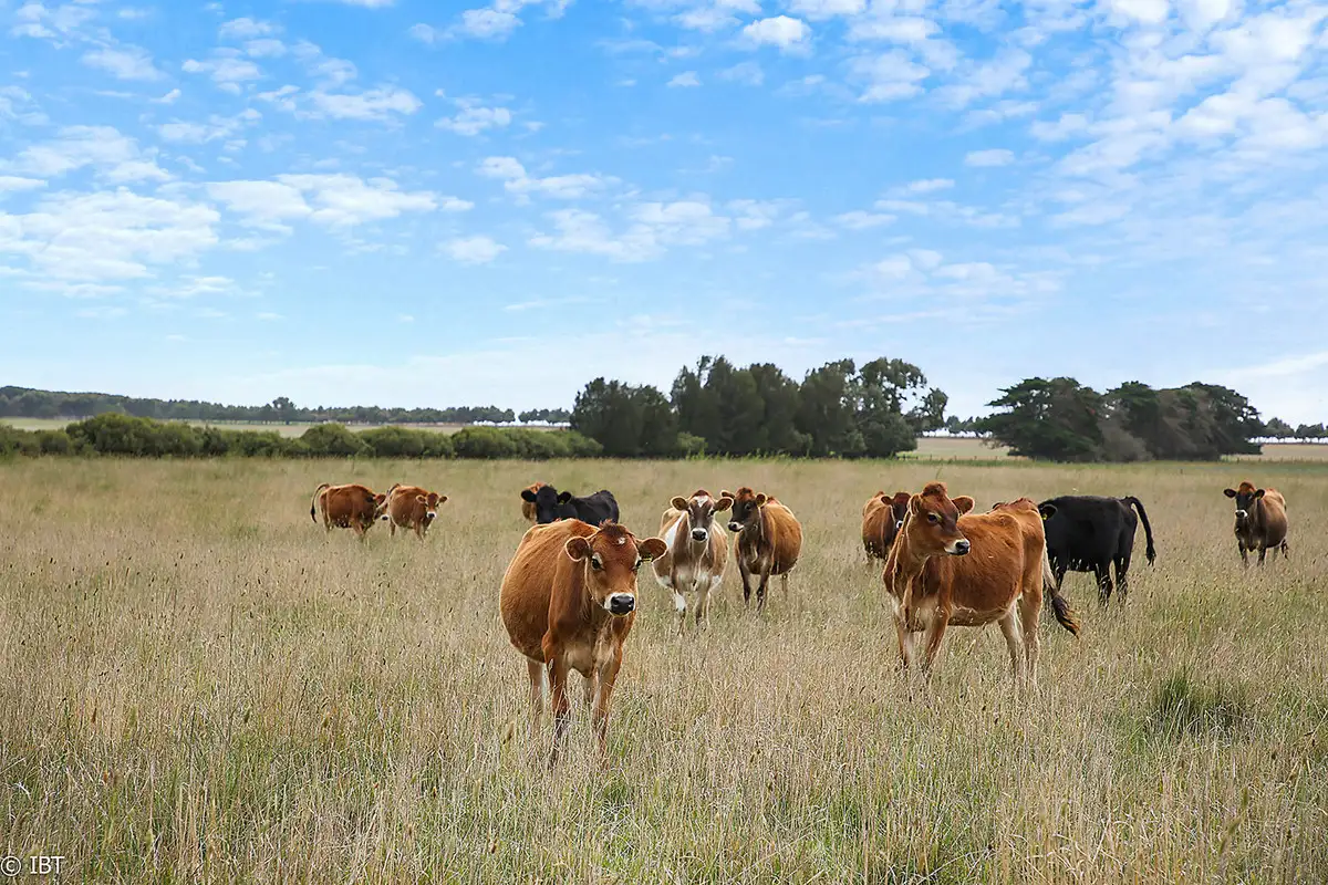 Main view of Homely rural property listing, 3925 Corangamite Lake, Beeac VIC 3251