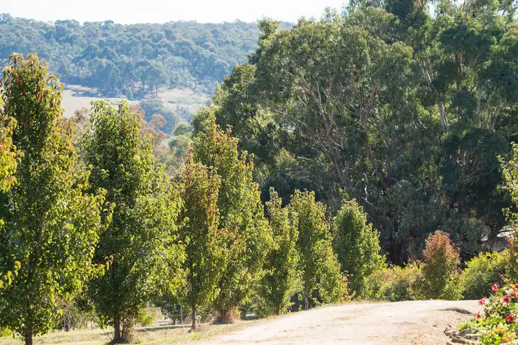 Sixth view of Homely rural property listing, 1586 Beechworth-Wodonga Road, Wooragee VIC 3747