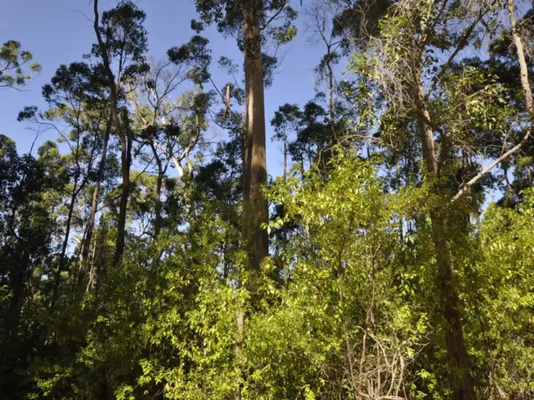 Main view of Homely land listing, Lot 64 Rainbow Trout Walk, Quinninup WA 6258
