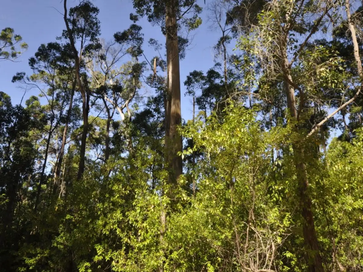 Main view of Homely land listing, Lot 64 Rainbow Trout Walk, Quinninup WA 6258