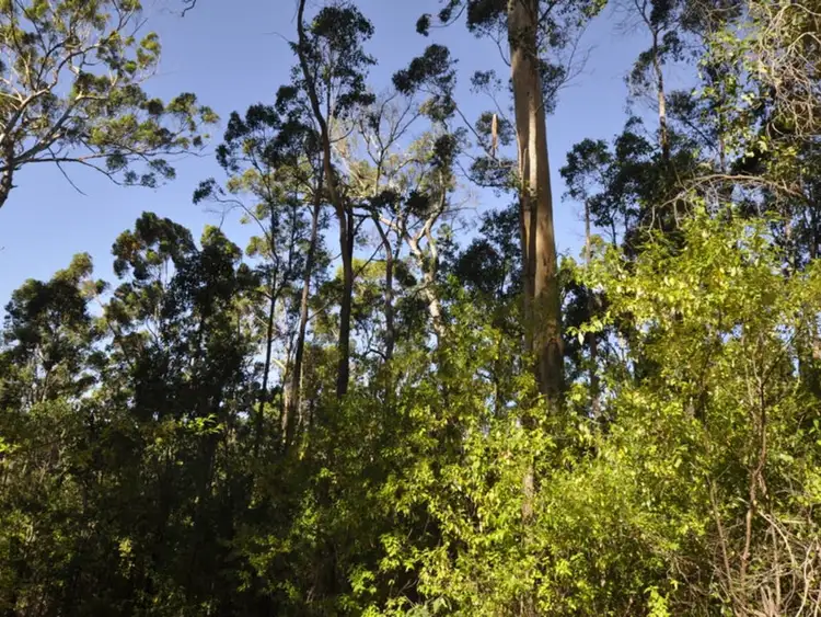 Fourth view of Homely land listing, Lot 64 Rainbow Trout Walk, Quinninup WA 6258