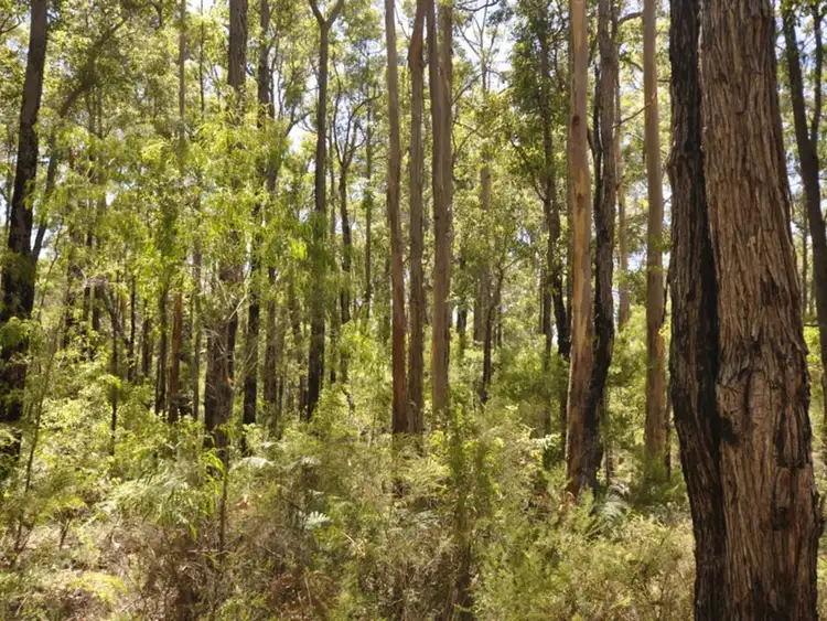Seventh view of Homely land listing, Lot 52 Karri Lane, Quinninup WA 6258