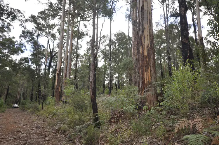 LOT 38 Karri Lane, Quinninup WA 6258
