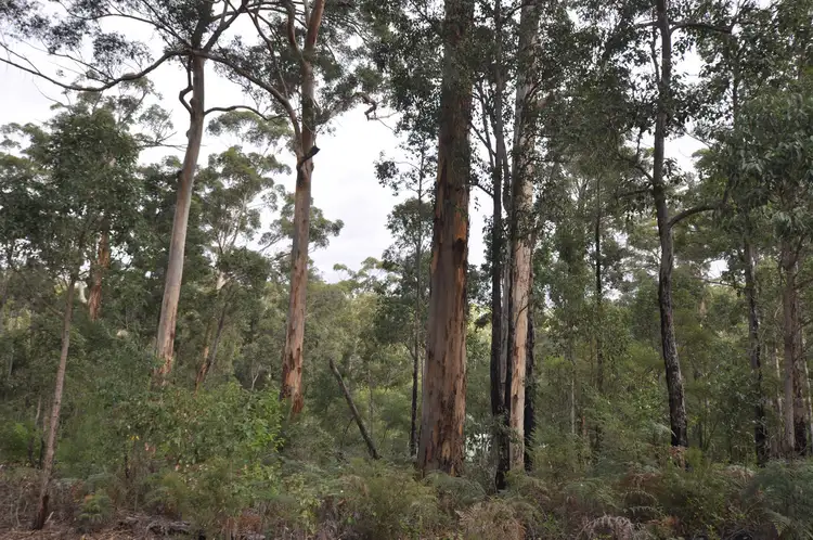 LOT 105, 12 TITREE Glen, Quinninup WA 6258