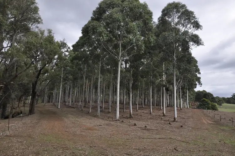 Seventh view of Homely rural property listing, LOT 10623 JUNCTION Road, Manjimup WA 6258