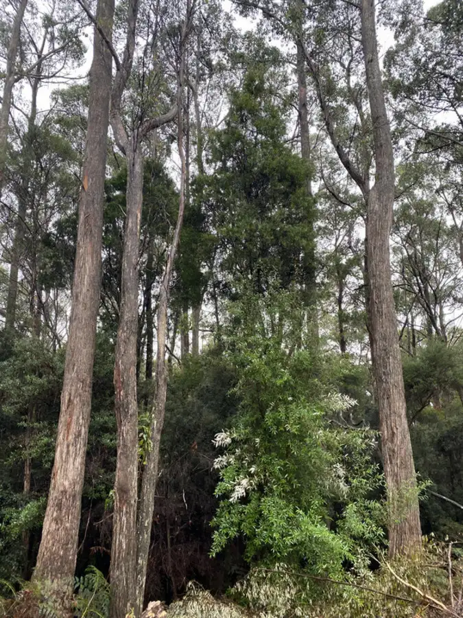 Sixth view of Homely rural property listing, 1D Rawlings Road, Upper Stowport TAS 7321