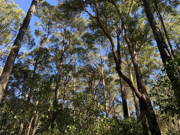 Fourth view of Homely land listing, Lot 18 Karri Lane, Quinninup WA 6258
