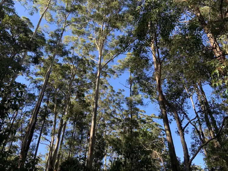 Third view of Homely land listing, LOT 107, 9 TITREE Glen, Quinninup WA 6258