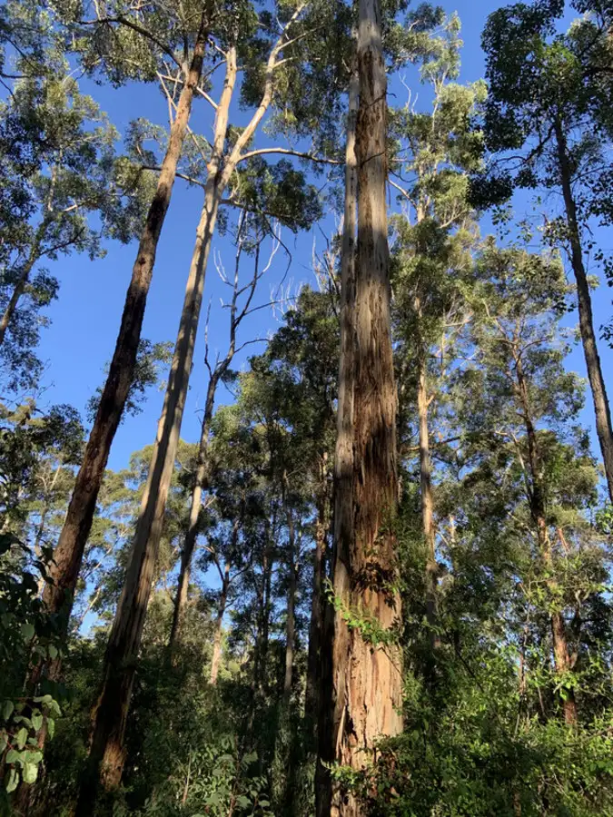 Sixth view of Homely land listing, LOT 107, 9 TITREE Glen, Quinninup WA 6258
