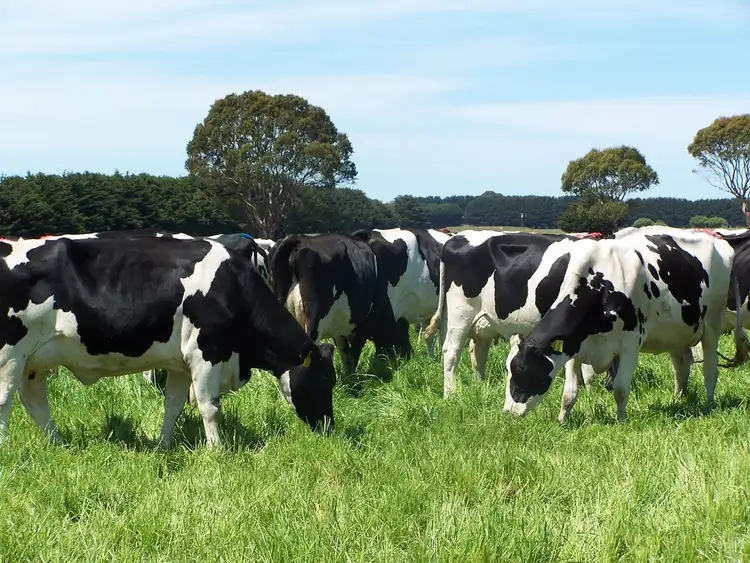 Second view of Homely rural property listing, 3199 Cobden - Lavers Hill Road, Simpson VIC 3266