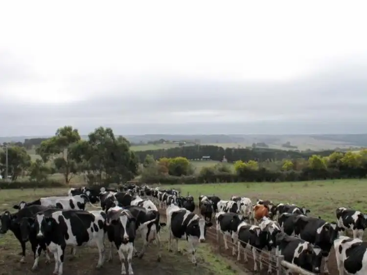 Fourth view of Homely rural property listing, 3199 Cobden - Lavers Hill Road, Simpson VIC 3266