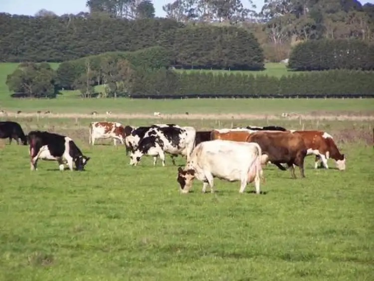 Seventh view of Homely rural property listing, 370 Swan Marsh Irrewillipe Road, Colac VIC 3250
