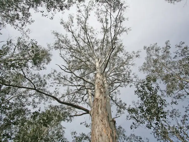 Fourth view of Homely rural property listing, 136 Blackwattle Track, Laguna NSW 2325