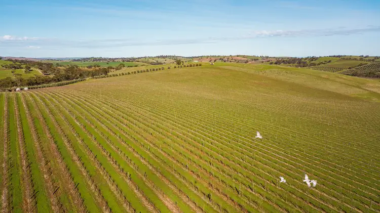 Third view of Homely rural property listing, LOT 527 Balaklava Road, Auburn SA 5451