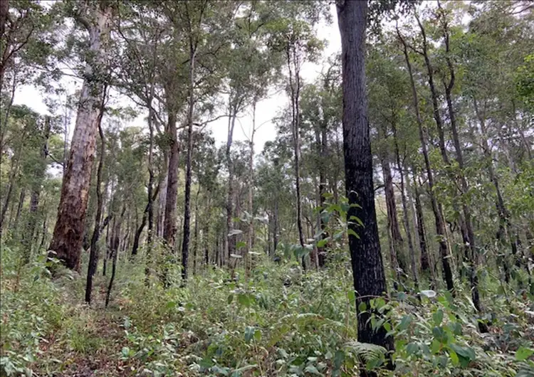 Seventh view of Homely land listing, LOT 26 KARRI Lane, Quinninup WA 6258