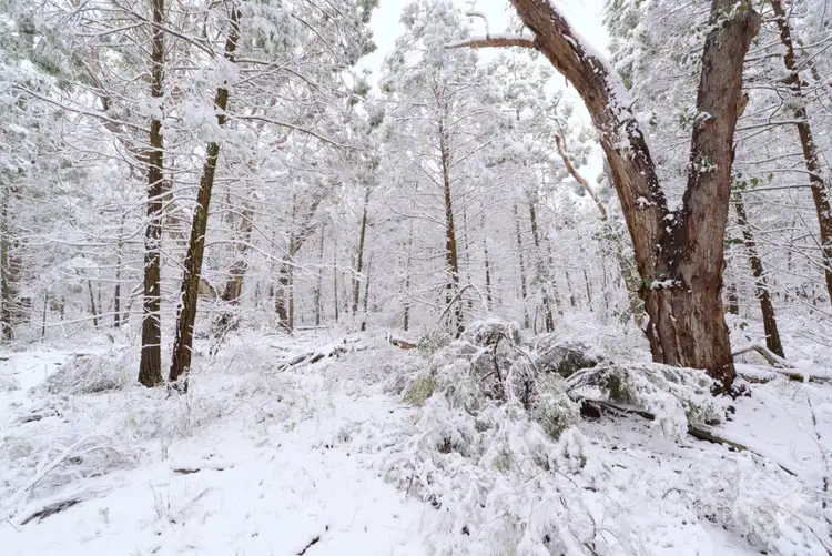 Fourth view of Homely land listing, LOT 17, 157 Browns Lane, Greenlands QLD 4380