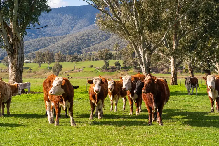Fourth view of Homely rural property listing, 314 Mullagong Road, Upper Gundowring VIC 3691