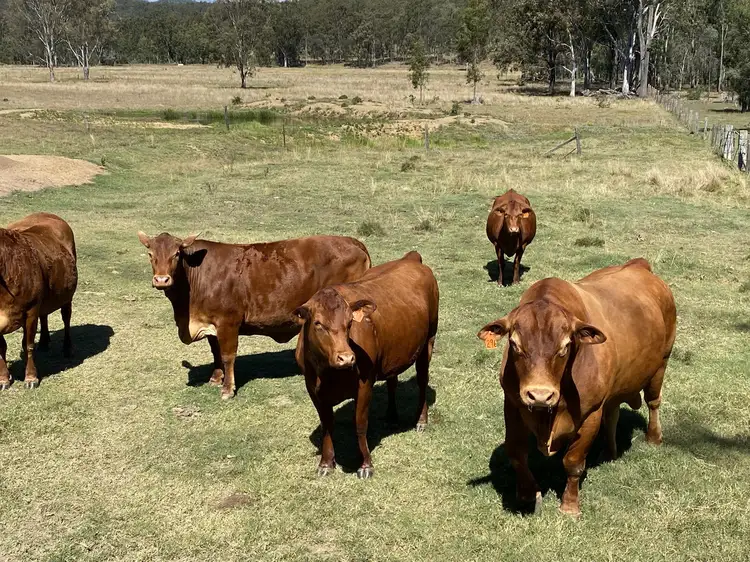 Seventh view of Homely rural property listing, O'Dwyers Road, Laidley South QLD 4341