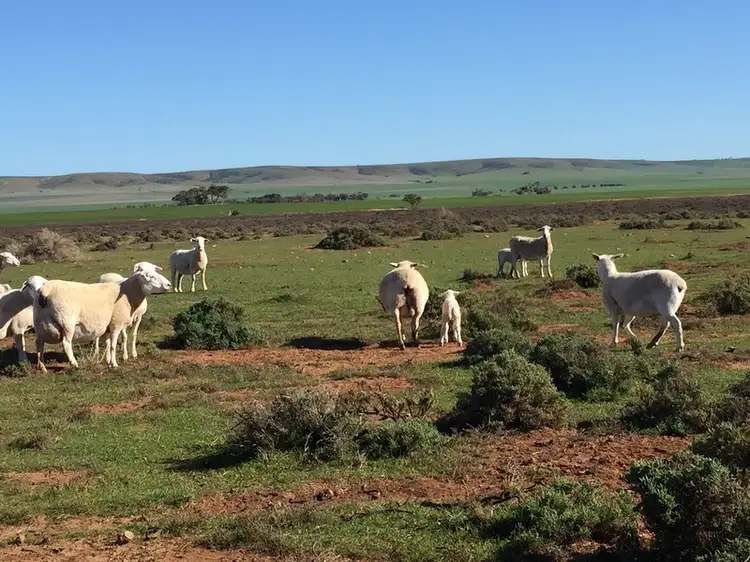 Sixth view of Homely land listing, LOT 51 Gleeson Road, Mount Templeton SA 5461