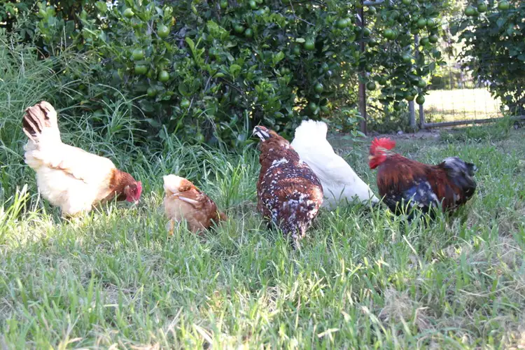 Fifth view of Homely rural property listing, 24 Queen St, Cooran QLD 4569