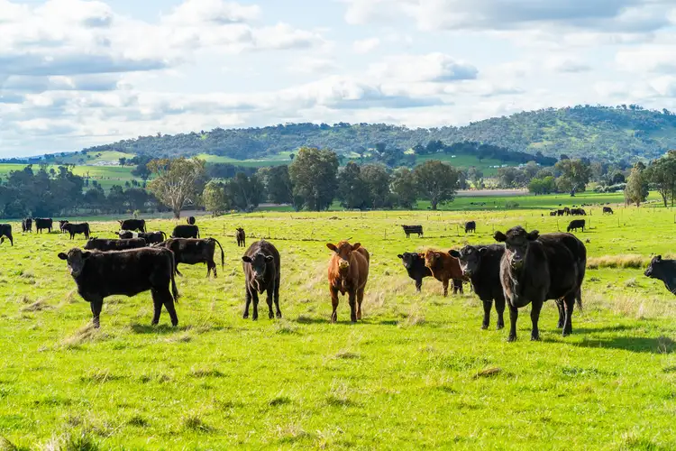 Fourth view of Homely rural property listing, Darmodys Road, Leneva VIC 3691