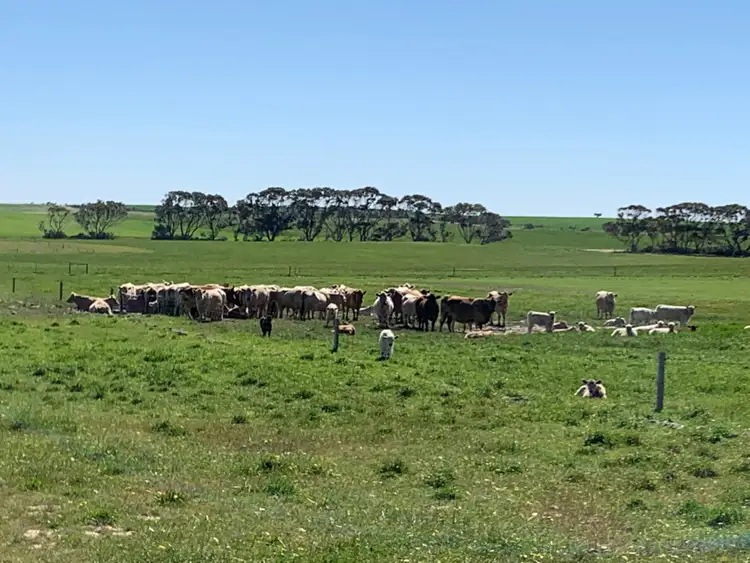 Sixth view of Homely rural property listing, 19943 Flinders Highway, Talia SA 5670