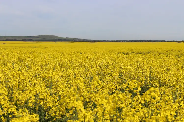 Fifth view of Homely rural property listing, Gnarwarre Road, Inverleigh VIC 3321