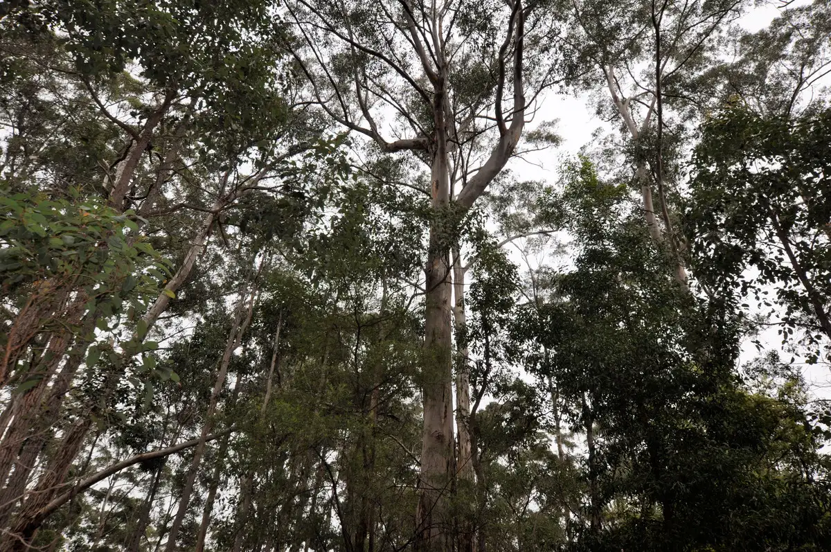 Main view of Homely land listing, Lot 118 Karri Lane, Quinninup WA 6258