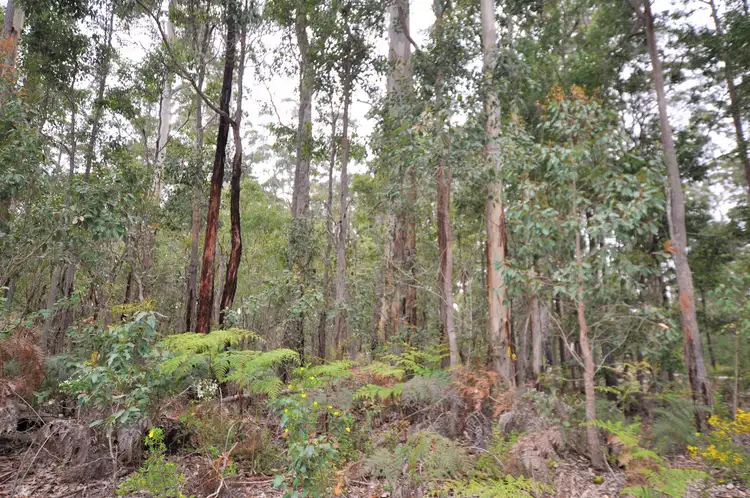 Second view of Homely land listing, Lot 118 Karri Lane, Quinninup WA 6258