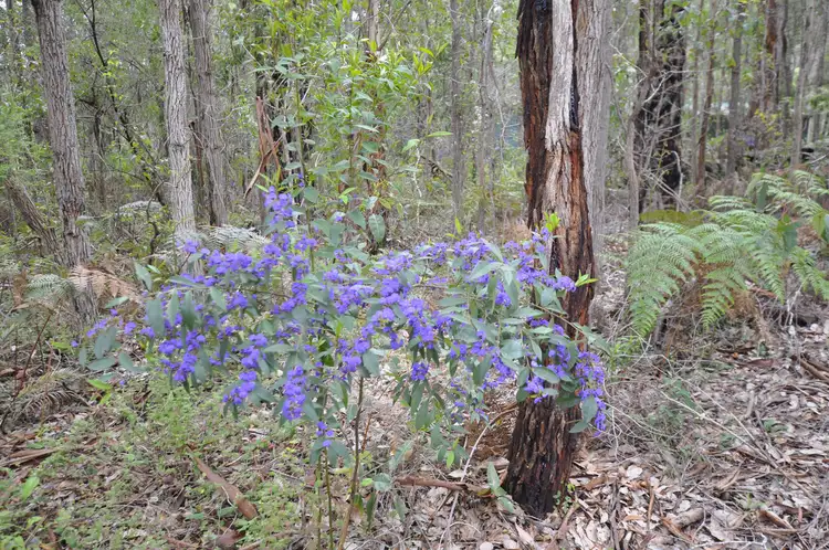 Fifth view of Homely land listing, Lot 118 Karri Lane, Quinninup WA 6258